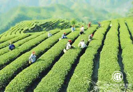 中國(guó)茶產(chǎn)業(yè)迎來(lái)復(fù)蘇 茶企搶搭資本快車
