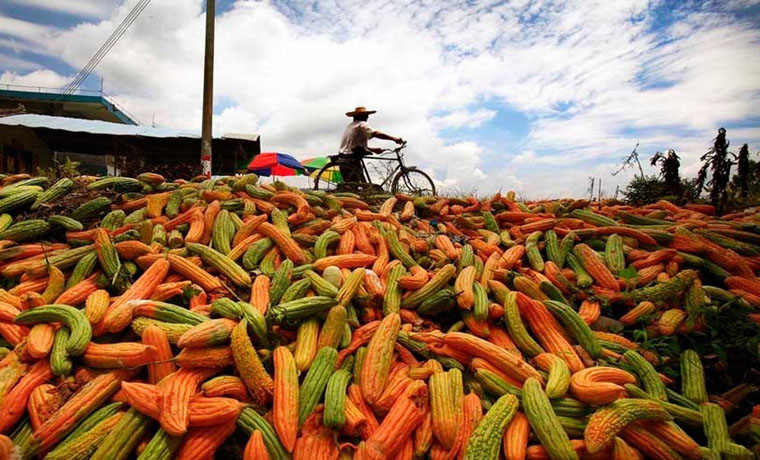 無(wú)序競(jìng)爭(zhēng)引發(fā)滯銷(xiāo) 國(guó)內(nèi)農(nóng)產(chǎn)品豐產(chǎn)不豐收頻遭賣(mài)難