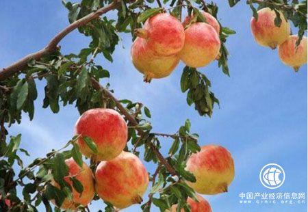 “中國石榴之鄉(xiāng)”舉辦產(chǎn)業(yè)觀光體驗(yàn)游活動