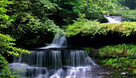 用淘汰退出機(jī)制管好國家森林公園