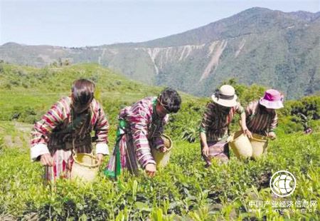 “中國(guó)菇娘之鄉(xiāng)”黑龍江海倫市：甜菇娘的致富經(jīng)