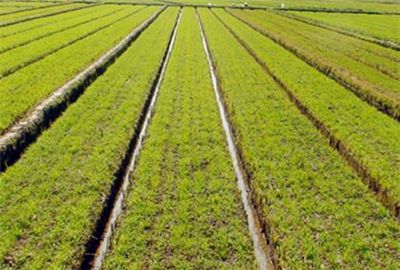 提升耕地?cái)?shù)量質(zhì)量，國務(wù)院常務(wù)會(huì)議有新部署