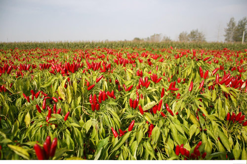 辣椒種植加工成為河南商丘水池鋪鄉(xiāng)重要產(chǎn)業(yè)