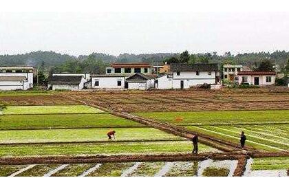 農(nóng)村承包地確權(quán)進(jìn)入收尾階段 確權(quán)面積達(dá)11.59億畝