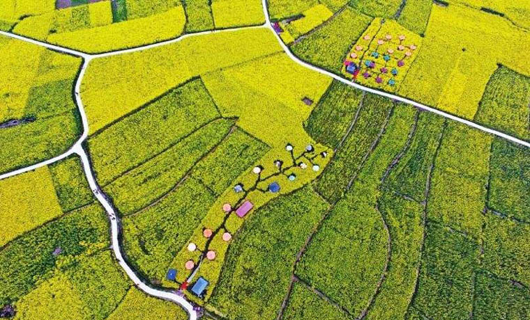 732.5億斤！四川糧食總產(chǎn)量再創(chuàng)歷史新高