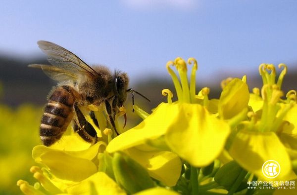 好“蜂”景，蜜香飄海外！蜂產(chǎn)品外貿(mào)版圖擴大出口強勁