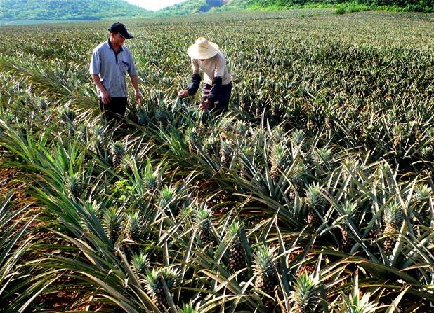 同一個(gè)縣菠蘿差價(jià)60倍：品種、特色決定銷(xiāo)售前景