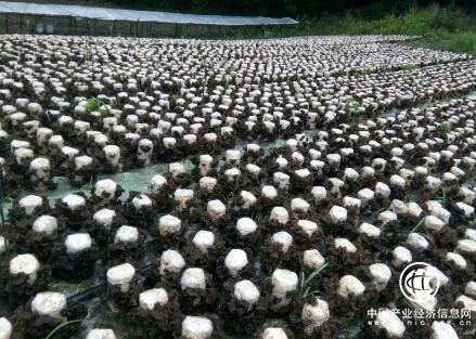 黑龍江尚志市：中國黑木耳之鄉(xiāng)的“創(chuàng)新密碼”