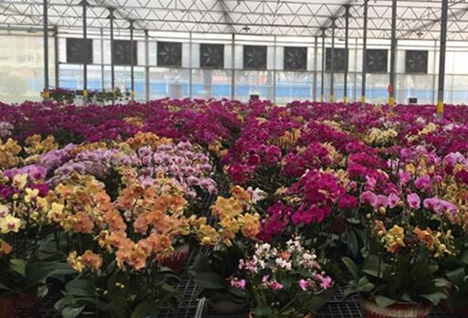 到2025年花卉業(yè)年銷(xiāo)售額或達(dá)到3000億元　“鮮花經(jīng)濟(jì)”悄然綻放