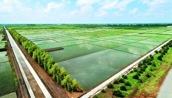 黑龍江綏化市多舉措筑牢糧食安全“壓艙石”