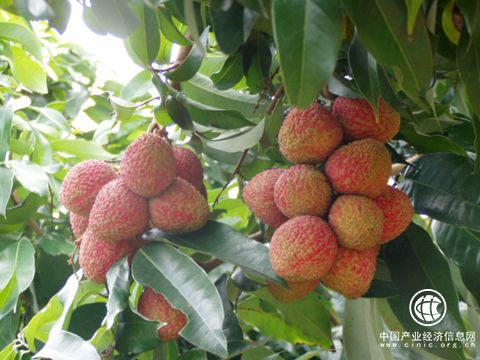 “中國(guó)荔鄉(xiāng)”廣東茂名做大做優(yōu)荔枝單品“妃子笑”