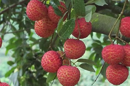 立足鄉(xiāng)土 彰顯特色 因地制宜 