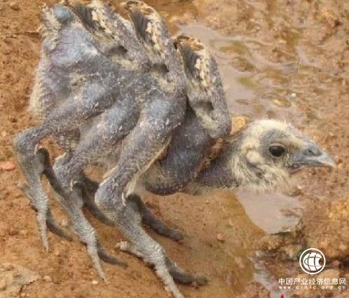 肉雞是激素催生的？還有多翅膀多條腿的變異雞？真相在這里