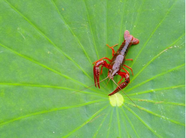 這才是魚米之鄉(xiāng)應(yīng)有的滋味！