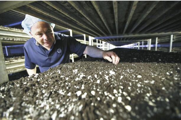 春早弄菇正當(dāng)時(shí)——“中國(guó)食用菌之都”春菇生產(chǎn)一線見(jiàn)聞