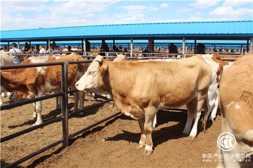 內(nèi)蒙古通遼市：黃牛之鄉(xiāng)“?！睔鉀_天