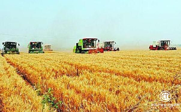 河南糧食總產(chǎn)連續(xù)8年穩(wěn)定在1300億斤以上