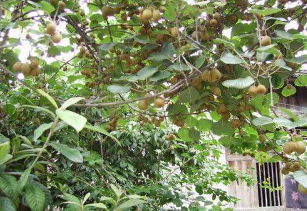 “庭院經濟”首度被寫入中央一號文件 經濟潛力有多大？