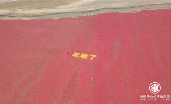 中國(guó)辣椒之鄉(xiāng)新疆沙灣縣安集海鎮(zhèn)火紅的辣椒登上央視