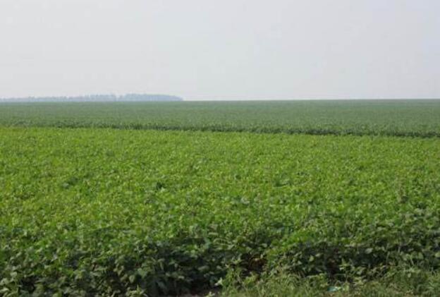 內(nèi)蒙古下達(dá)1334萬(wàn)元支持“優(yōu)質(zhì)糧食工程”