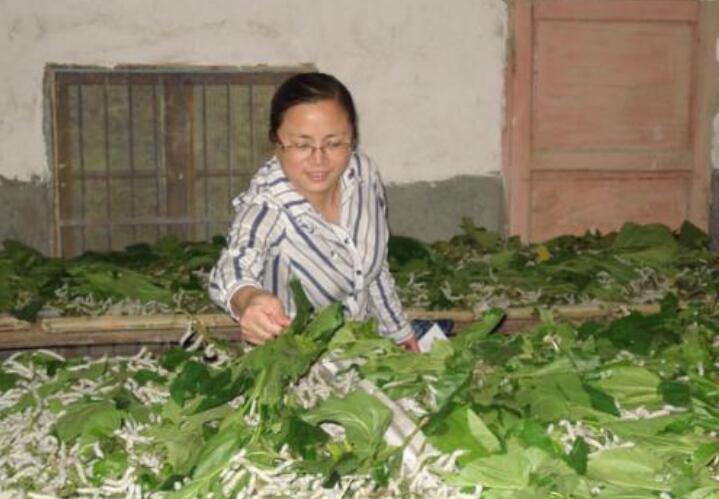 科技賦能農(nóng)業(yè) 奉節(jié)正積極打造全國創(chuàng)新型智能蠶?？h