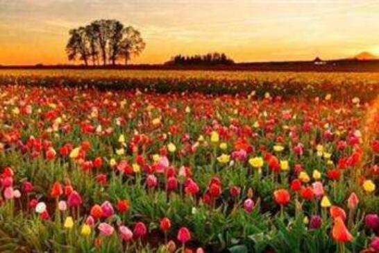 鮮花經(jīng)濟(jì)正催生千億級消費(fèi)新業(yè)態(tài)