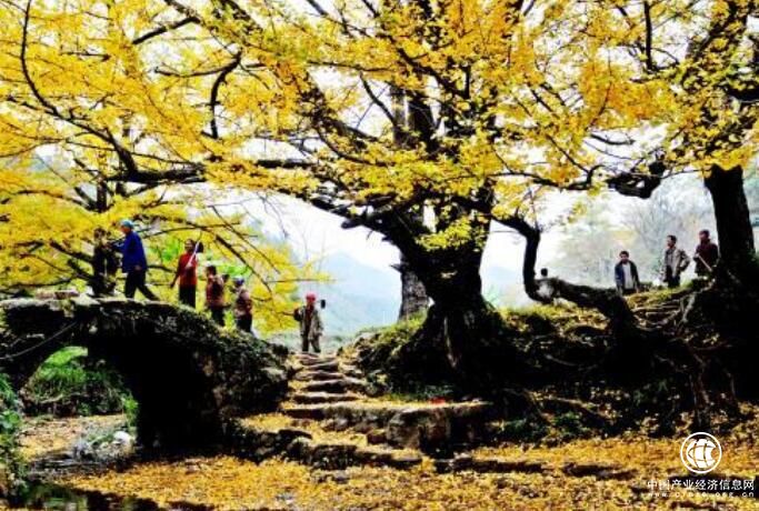 古銀杏之鄉(xiāng)妥樂：一個(gè)因“樹”走向國際舞臺的小山村