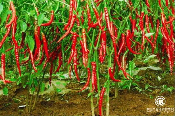 河南柘城通過地理標(biāo)志產(chǎn)品保護推動辣椒產(chǎn)業(yè)發(fā)展壯大
