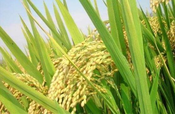 農(nóng)業(yè)農(nóng)村部稻米及加工品質(zhì)量與營養(yǎng)檢驗測試中心（樺川）正式掛牌運行