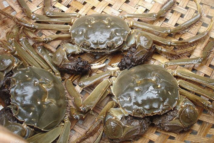 陽(yáng)澄湖大閘蟹假貨橫行 打假不能只靠“防偽扣”