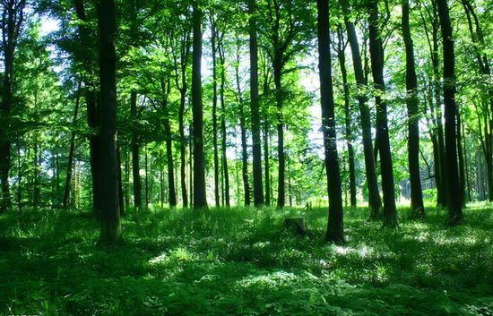 人均100棵樹！中國(guó)成為全球增綠最多最快國(guó)家