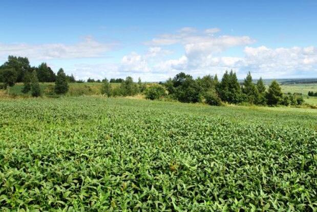 競(jìng)爭(zhēng)力逐步躍升！盤一盤國(guó)產(chǎn)大豆的“全產(chǎn)業(yè)鏈增值賬”