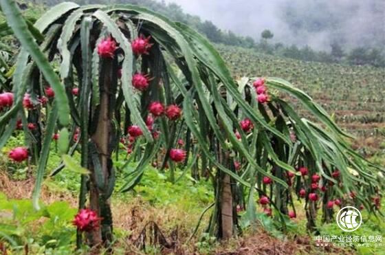 貴州羅甸縣農(nóng)信助力打造“中國(guó)火龍果之鄉(xiāng)”