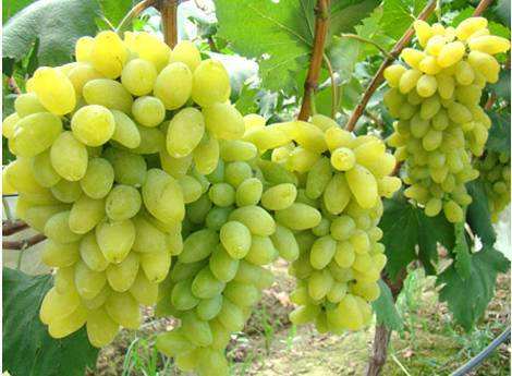 “中國(guó)葡萄之鄉(xiāng)”云南賓川縣“金手指”葡萄“首秀”昆明