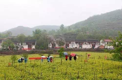 《河南省旅游條例》4月1日起施行 重點(diǎn)培育鄉(xiāng)村旅游、民宿旅游