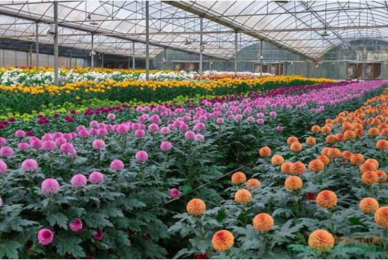 2022年我國(guó)花卉出口額創(chuàng)歷史新高  盆栽植物和鮮切花為主要出口種類