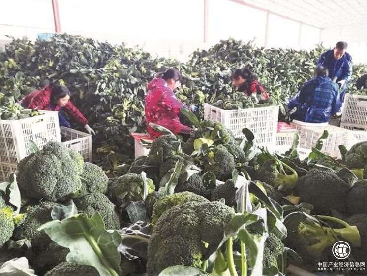 浙江臨海：“中國西藍(lán)花之鄉(xiāng)”如何突圍？