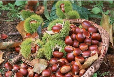 燕秦千年栗 品牌傳萬(wàn)里--河北遷西擦亮遷西板栗金字招牌