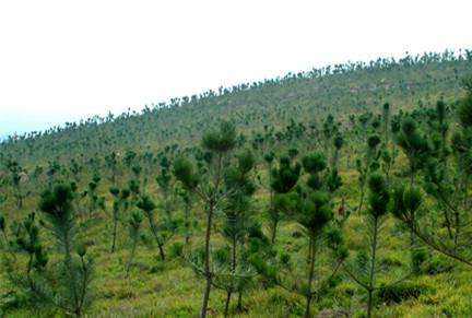 福建數(shù)智并行賦能林業(yè)高質(zhì)量發(fā)展