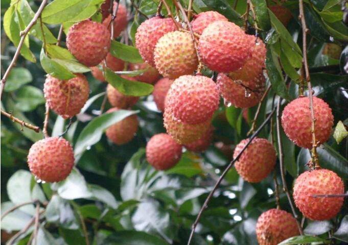 一顆小荔枝撬動(dòng)百億元 “千年荔鄉(xiāng)”如何實(shí)現(xiàn)縣域振興？