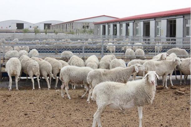 肉羊行情持續(xù)低迷，如何應(yīng)對(duì)？