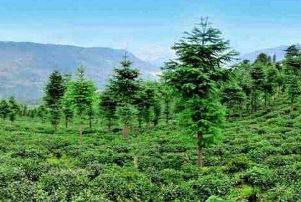 做大做強(qiáng)綠色發(fā)展引擎