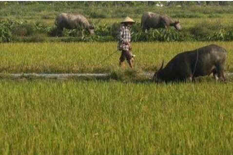 《關(guān)于促進(jìn)小農(nóng)戶和現(xiàn)代農(nóng)業(yè)發(fā)展有機銜接的意見》解讀