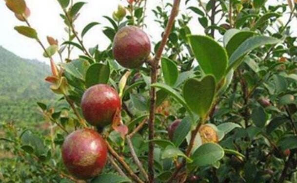 “油茶之鄉(xiāng)”湖南耒陽年產(chǎn)茶油達3萬噸 產(chǎn)值94億元