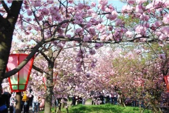 “賞花+”解鎖好春光，“春日經(jīng)濟(jì)”創(chuàng)造消費(fèi)新場(chǎng)景