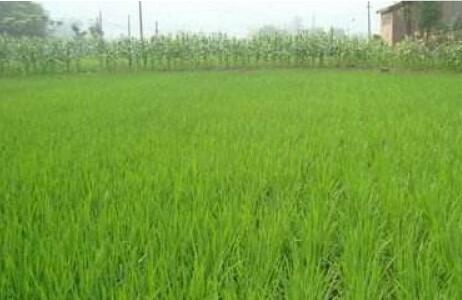 2024年全國(guó)夏糧總產(chǎn)量14978萬噸，比去年增加362.7萬噸