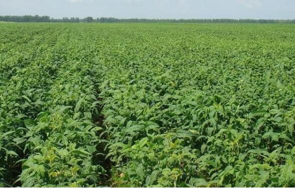 拎穩(wěn)“油瓶子” 我國大豆迎面積、單產(chǎn)、總產(chǎn)量“三增”