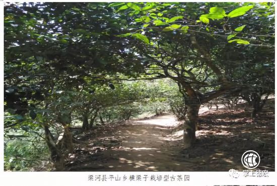 德宏將舉辦古茶樹采摘儀式，這些古茶樹資源值得你了解！