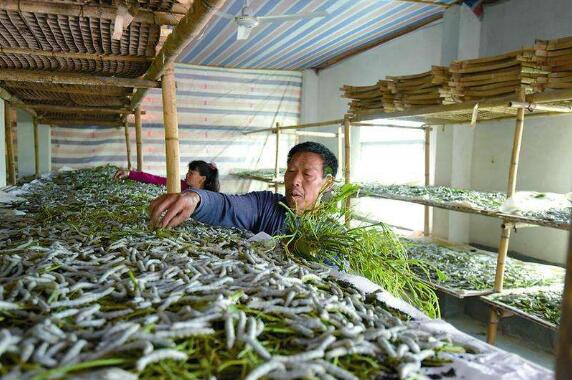 “中國果桑之鄉(xiāng)”四川德昌：大力發(fā)展桑蠶產(chǎn)業(yè)推進脫貧攻堅