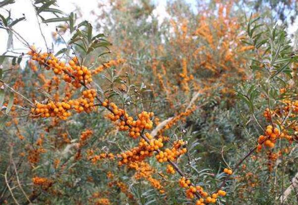 黑龍江林口縣：小小沙棘串成紅火產(chǎn)業(yè)